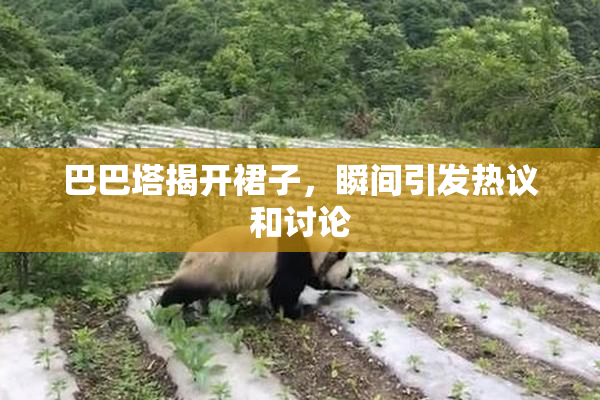 巴巴塔揭开裙子，瞬间引发热议和讨论