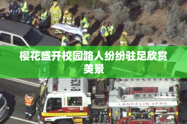 樱花盛开校园路人纷纷驻足欣赏美景