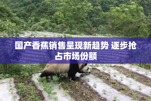 国产香蕉销售呈现新趋势 逐步抢占市场份额
