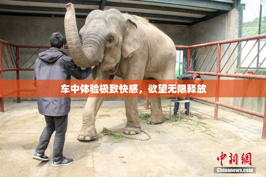 车中体验极致快感，欲望无限释放