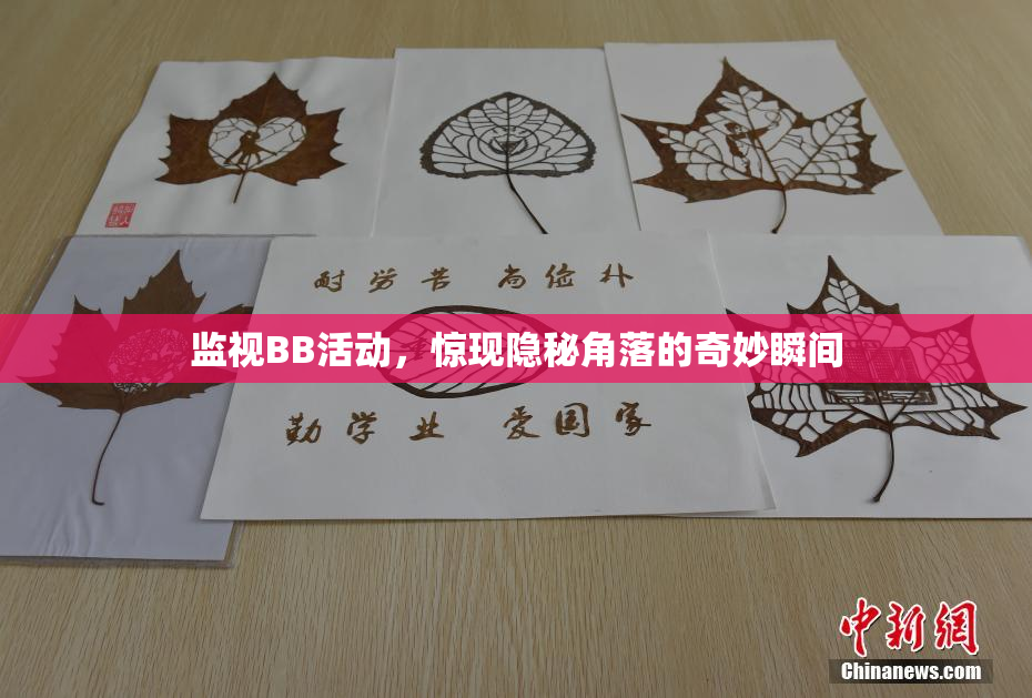 监视BB活动，惊现隐秘角落的奇妙瞬间