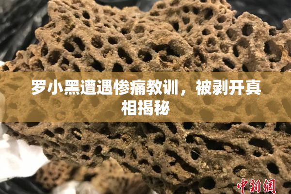 罗小黑遭遇惨痛教训，被剥开真相揭秘