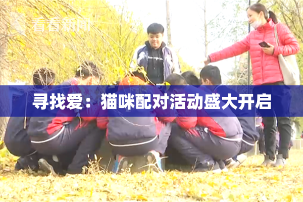 寻找爱：猫咪配对活动盛大开启