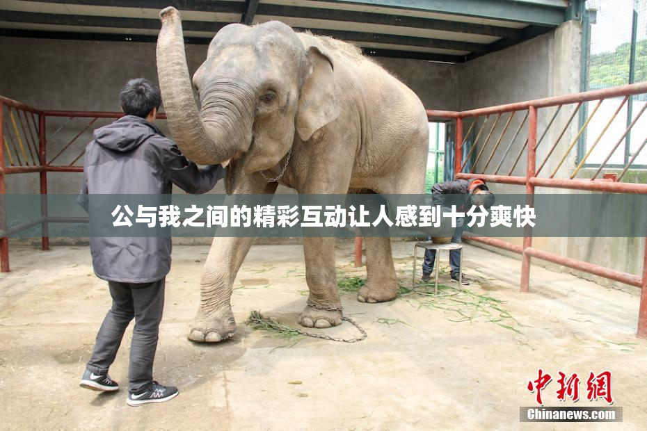 公与我之间的精彩互动让人感到十分爽快