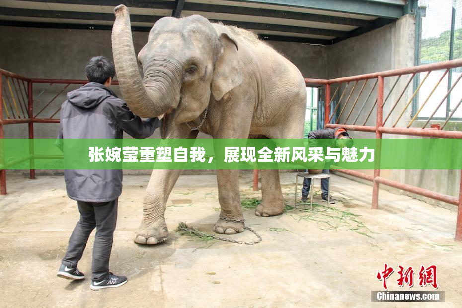 张婉莹重塑自我，展现全新风采与魅力