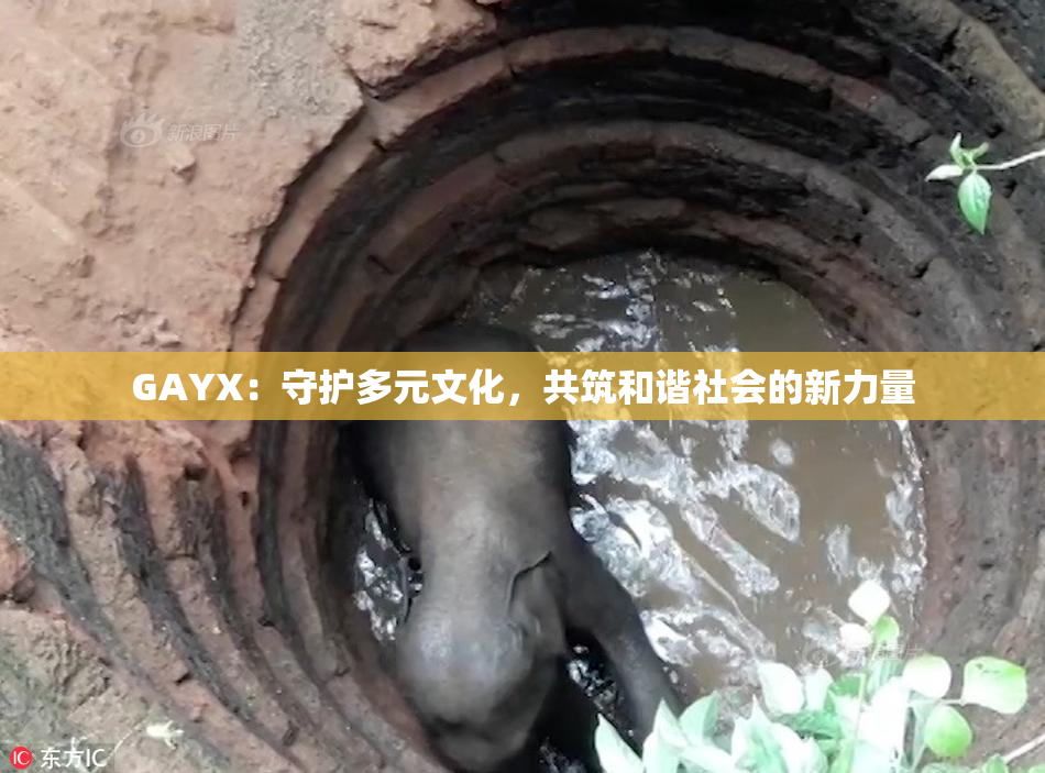 GAYX：守护多元文化，共筑和谐社会的新力量