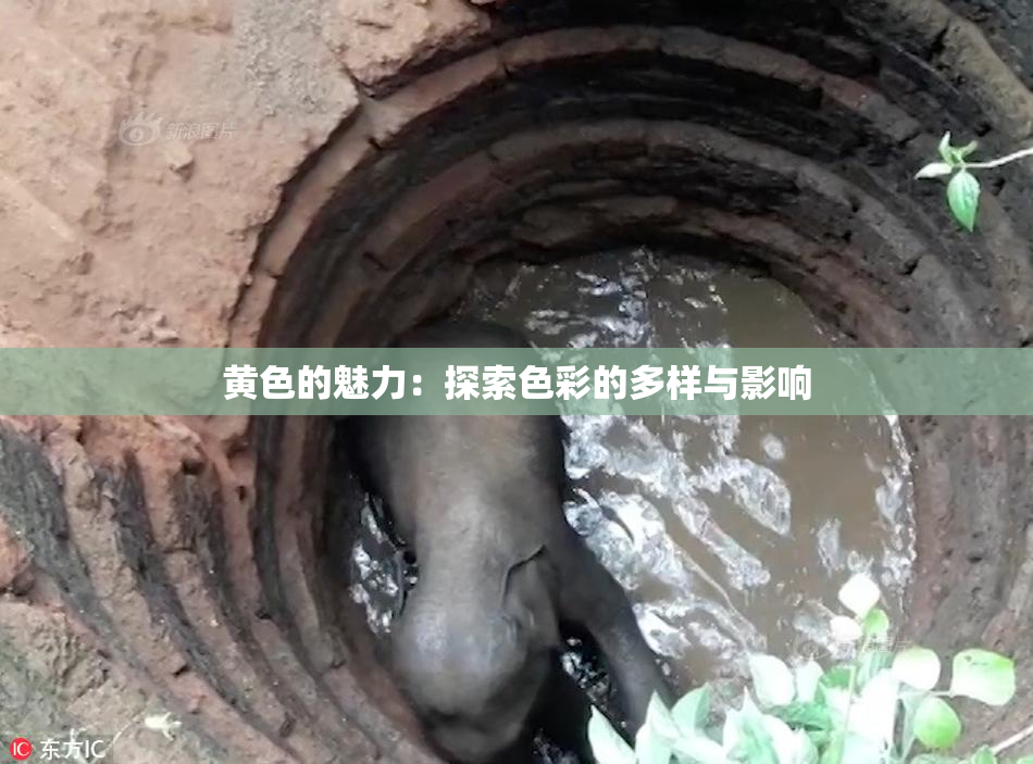 黄色的魅力：探索色彩的多样与影响