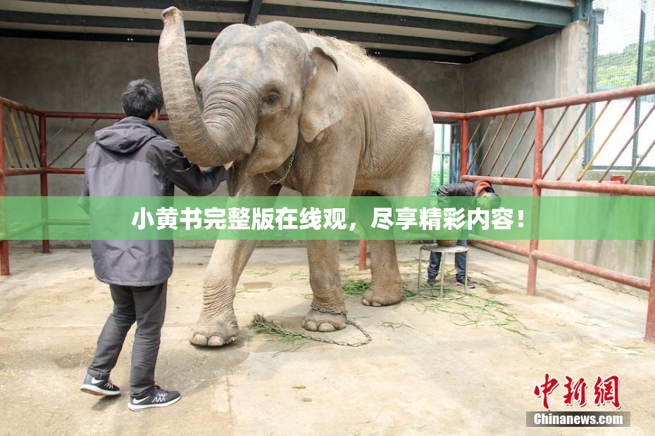 小黄书完整版在线观，尽享精彩内容！