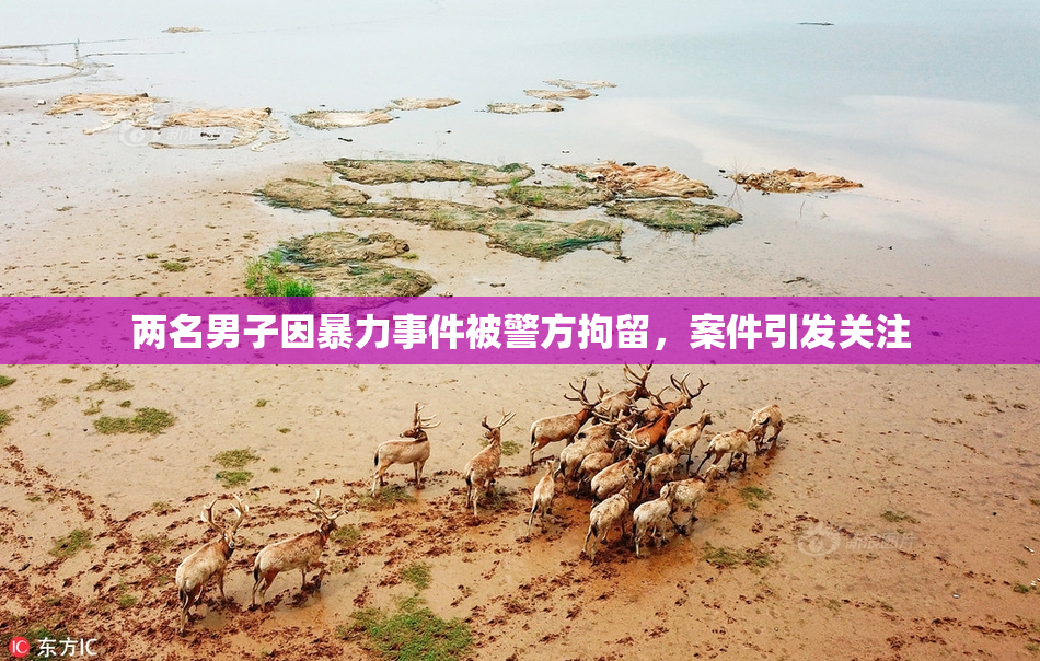 两名男子因暴力事件被警方拘留，案件引发关注