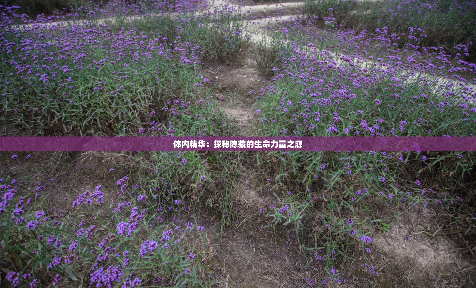 体内精华：探秘隐藏的生命力量之源
