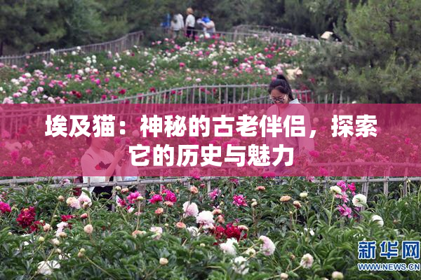 埃及猫：神秘的古老伴侣，探索它的历史与魅力