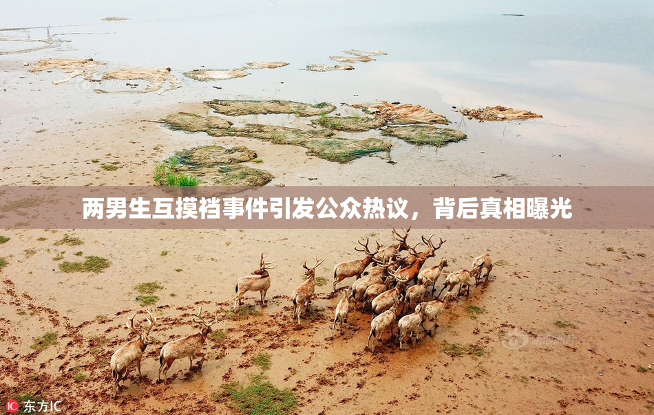 两男生互摸裆事件引发公众热议，背后真相曝光