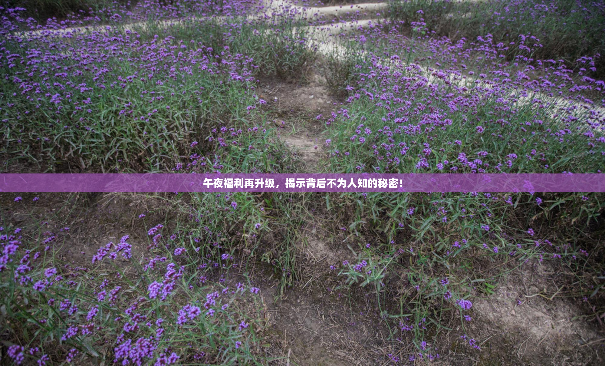午夜福利再升级，揭示背后不为人知的秘密！