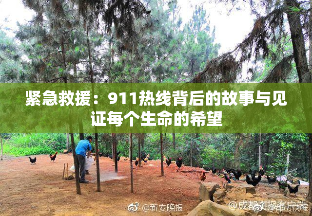 紧急救援：911热线背后的故事与见证每个生命的希望