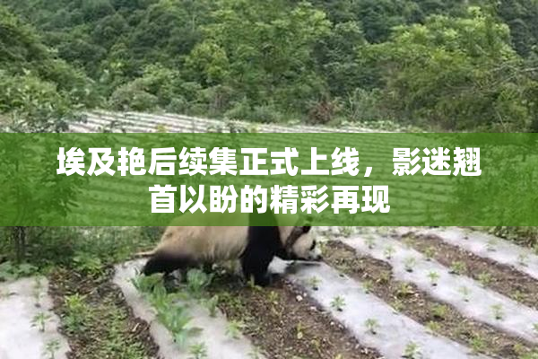 埃及艳后续集正式上线，影迷翘首以盼的精彩再现