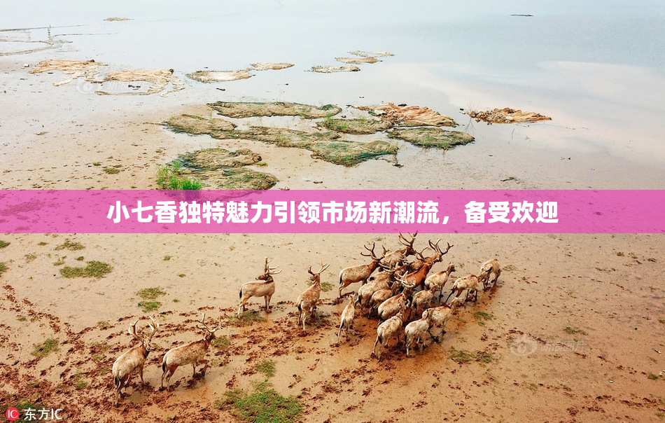 小七香独特魅力引领市场新潮流，备受欢迎