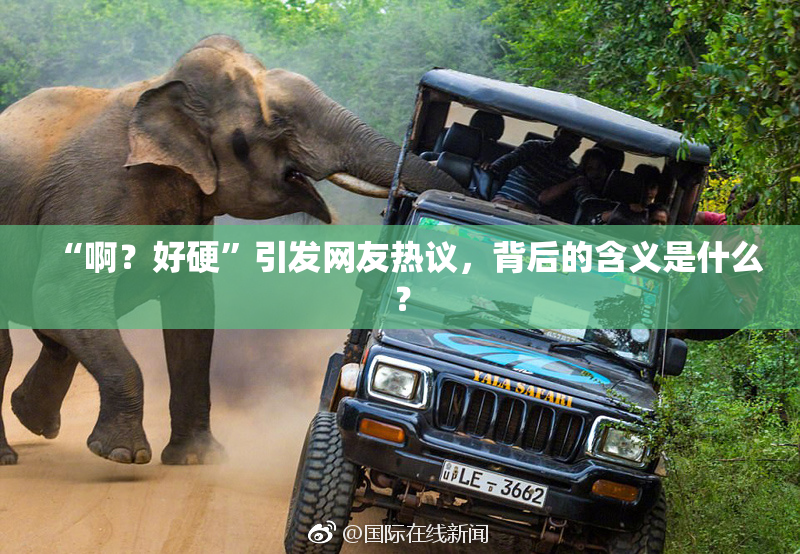 “啊？好硬”引发网友热议，背后的含义是什么？