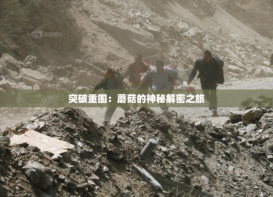 突破重围：蘑菇的神秘解密之旅