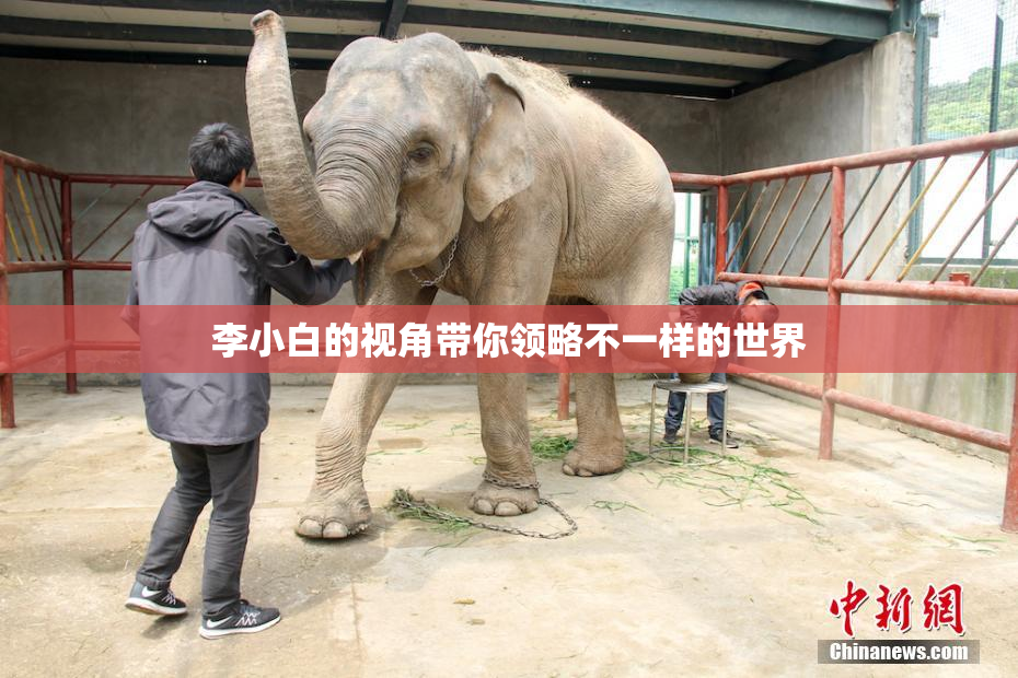 李小白的视角带你领略不一样的世界