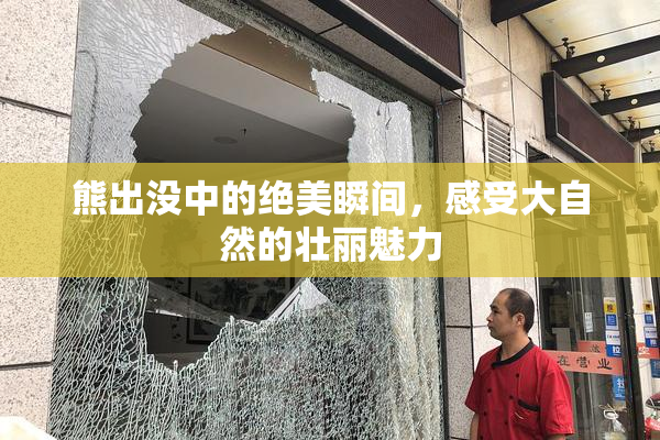 熊出没中的绝美瞬间，感受大自然的壮丽魅力