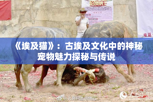《埃及猫》：古埃及文化中的神秘宠物魅力探秘与传说