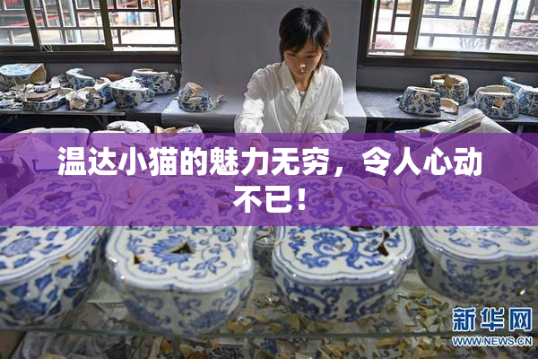 温达小猫的魅力无穷，令人心动不已！