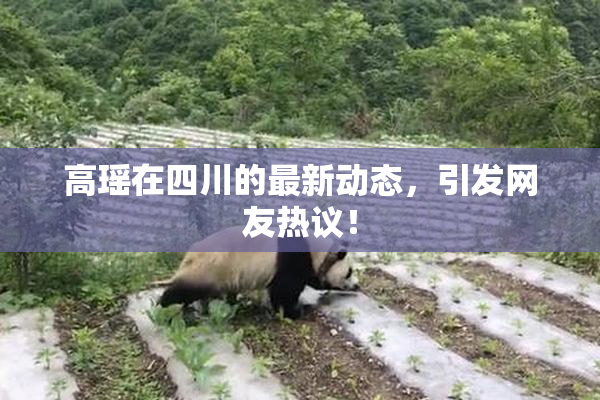 高瑶在四川的最新动态，引发网友热议！