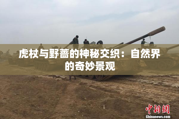 虎杖与野蔷的神秘交织：自然界的奇妙景观