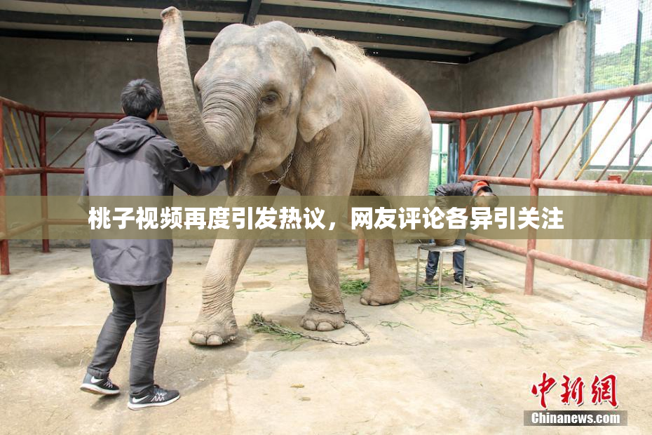 桃子视频再度引发热议，网友评论各异引关注