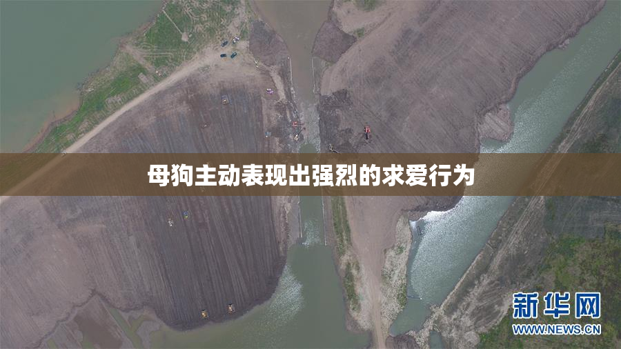 母狗主动表现出强烈的求爱行为
