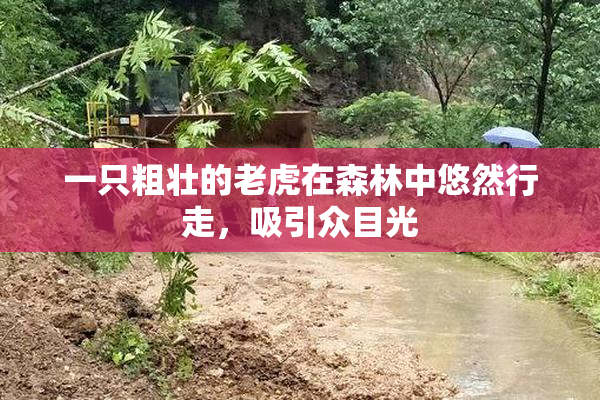 一只粗壮的老虎在森林中悠然行走，吸引众目光