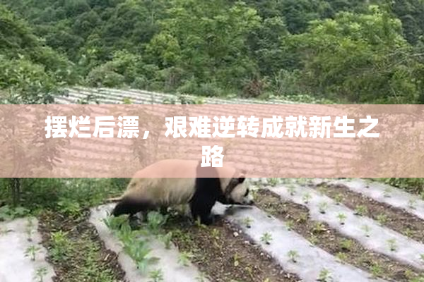 摆烂后漂，艰难逆转成就新生之路