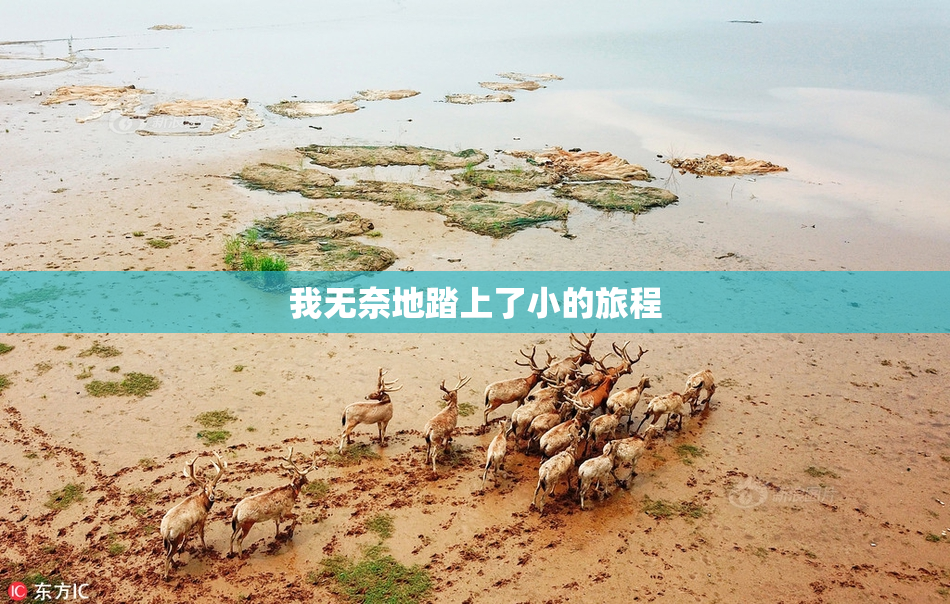 我无奈地踏上了小的旅程