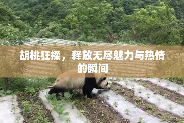 胡桃狂揉，释放无尽魅力与热情的瞬间