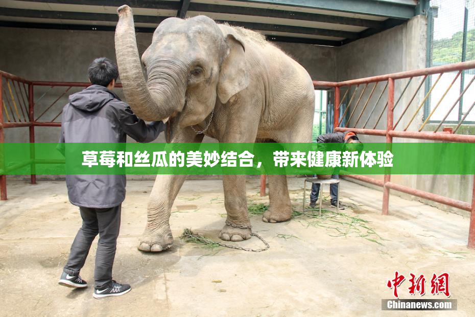 草莓和丝瓜的美妙结合，带来健康新体验