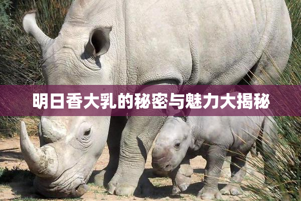 明日香大乳的秘密与魅力大揭秘