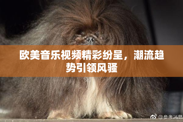 欧美音乐视频精彩纷呈，潮流趋势引领风骚