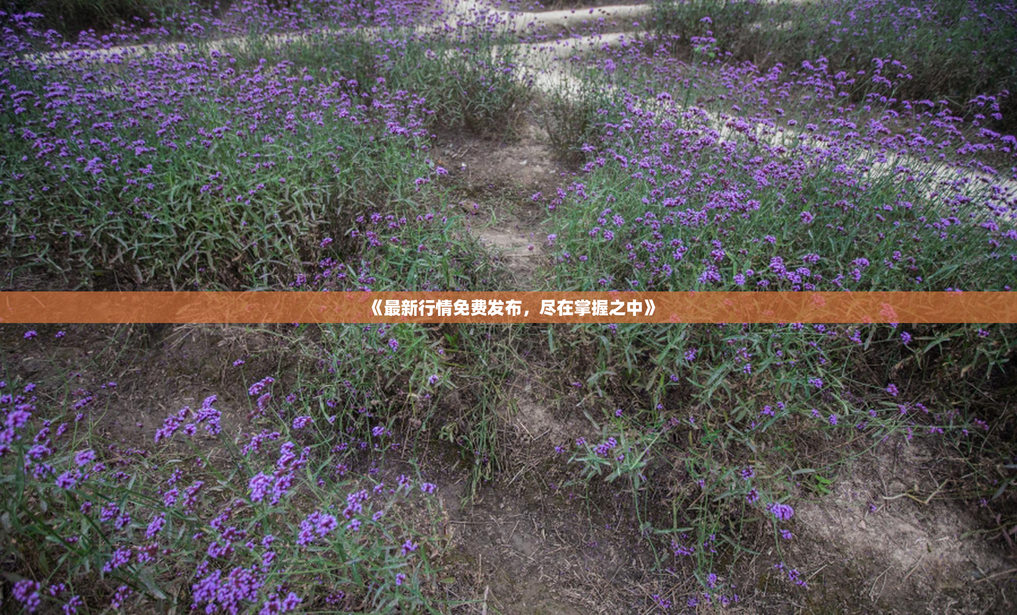 《最新行情免费发布，尽在掌握之中》