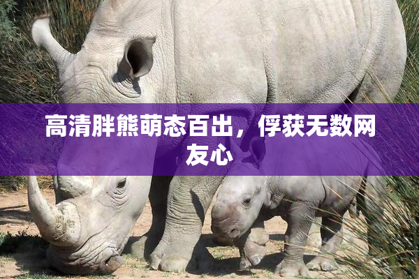 高清胖熊萌态百出，俘获无数网友心
