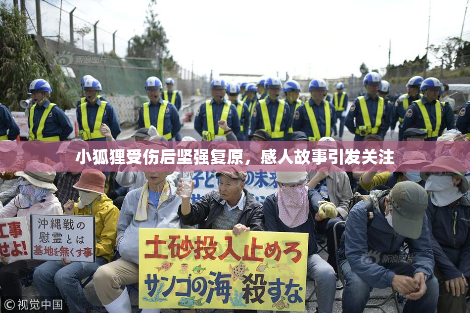 小狐狸受伤后坚强复原，感人故事引发关注