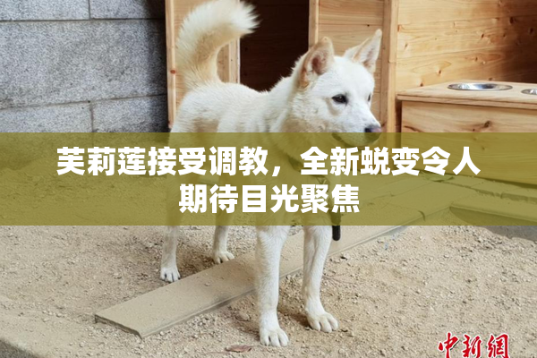 芙莉莲接受调教，全新蜕变令人期待目光聚焦
