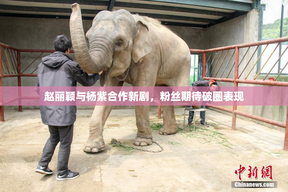 赵丽颖与杨紫合作新剧，粉丝期待破圈表现