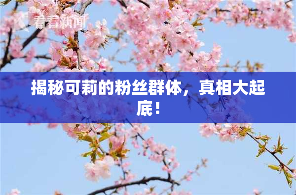 揭秘可莉的粉丝群体，真相大起底！