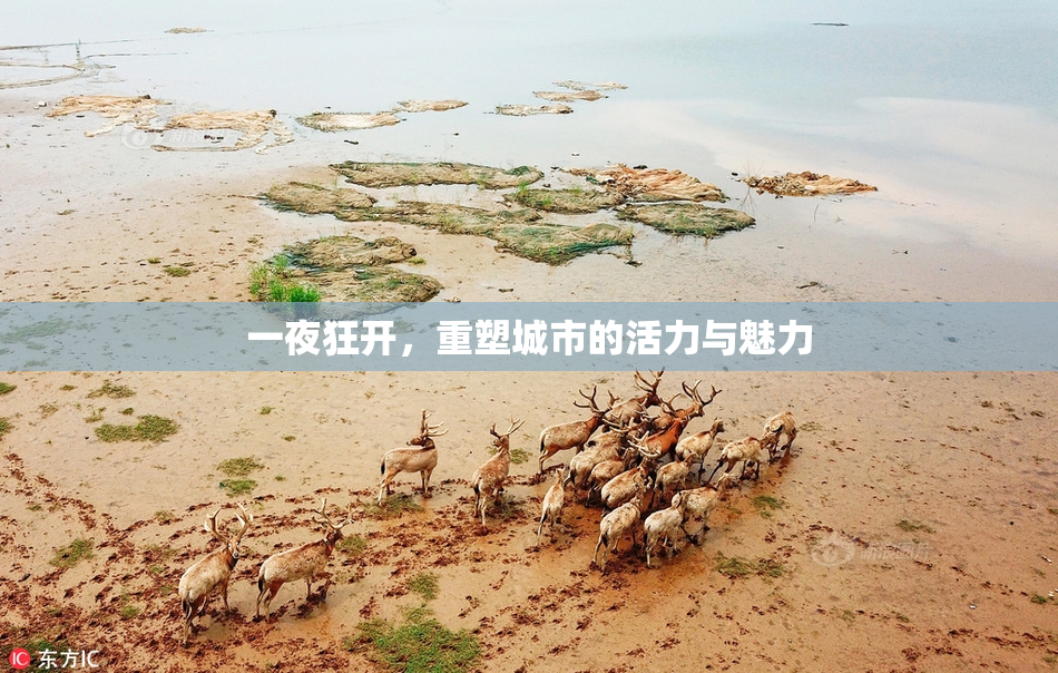 一夜狂开，重塑城市的活力与魅力