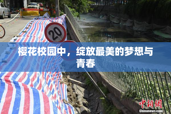 樱花校园中，绽放最美的梦想与青春