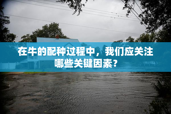 在牛的配种过程中，我们应关注哪些关键因素？