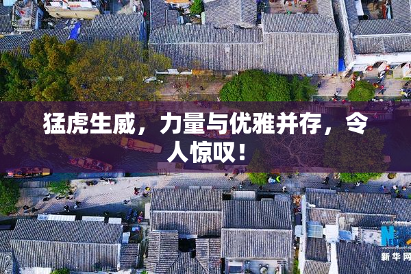 猛虎生威，力量与优雅并存，令人惊叹！