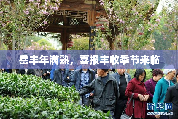 岳丰年满熟，喜报丰收季节来临