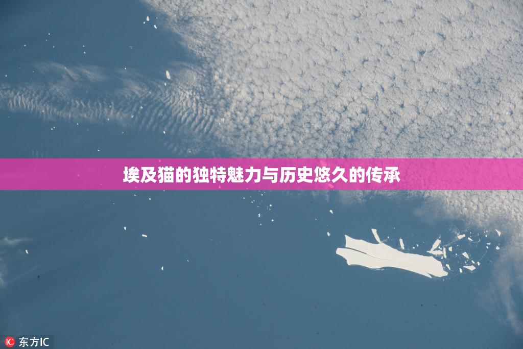 埃及猫的独特魅力与历史悠久的传承