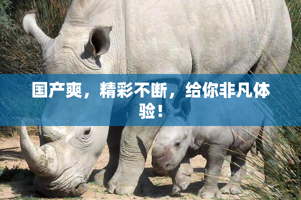国产爽，精彩不断，给你非凡体验！